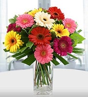 Simply Gerberas