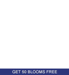 Spray Roses, Buy 50 Blooms Get 50 Free