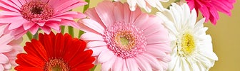 april birth flower