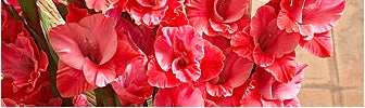 august birth flower