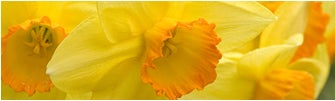 december birth flower