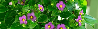 february birth flower