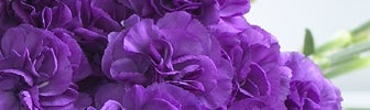 january birth flower