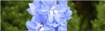 july birth flower