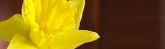 march birth flower