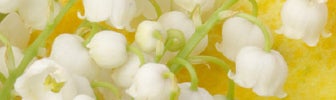 may birth flower