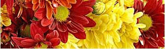 november birth flower