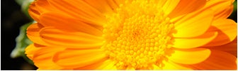 october birth flower