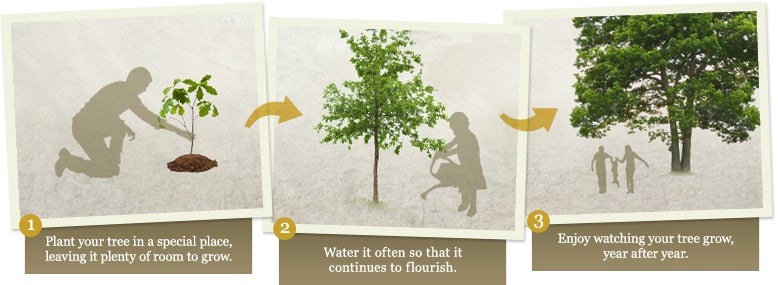 How To plant a Tree