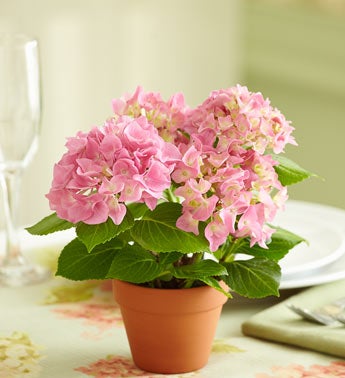 Pink Hydrangea Flowering Shrub